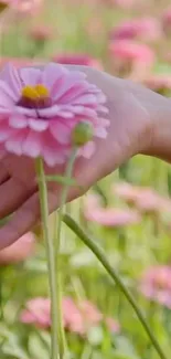 Pink flower in hand with lush garden background.