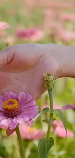 Hand gently holding pink flower in a vibrant floral field.