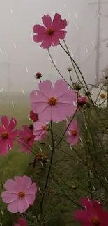 Pink cosmos flowers in a misty field.