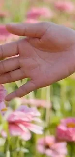 Hand gently touching pink flowers in a garden.