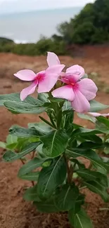 Pink flowers with green leaves by the coast in a serene setting.