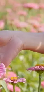 A hand touching pink flowers in a serene garden scene.