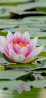 Pink lotus blooming on calm water surrounded by green leaves.