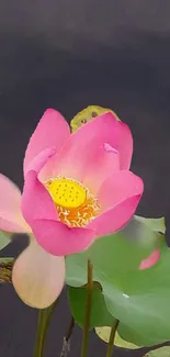 Serene pink lotus bloom with green leaves on a dark background.