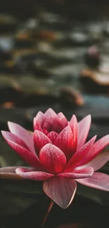 Pink lotus flower in focus with a dark, serene background.