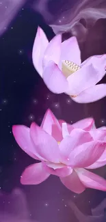 Pink lotus flowers bloom gracefully on a dark, dreamy background.