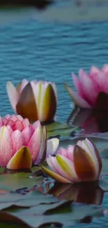 Pink lotus flowers on a serene blue pond wallpaper.