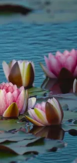 Serene pink lotus flowers floating on water.