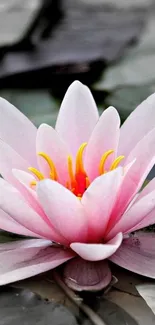 Pink lotus flower on water, serene mobile wallpaper.