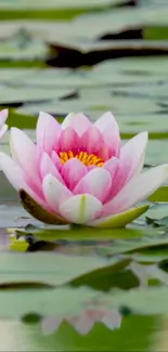 Pink lotus flower floating among green lily pads on tranquil water.