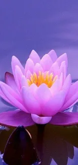 Serene pink lotus blossom with reflection on water.