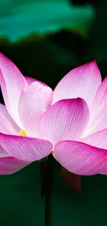 Serene pink lotus blossom on a green leafy background.