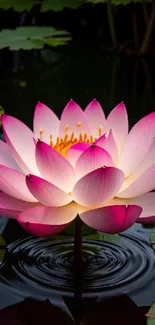 Pink lotus blossom on a pond surrounded by lily pads, exuding serenity.