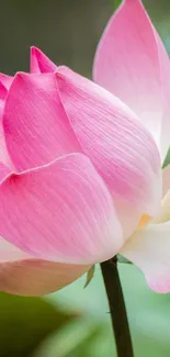 Serene pink lotus blossom mobile wallpaper showing natural beauty.