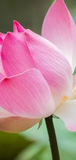 Closeup of a serene pink lotus blossom flower.