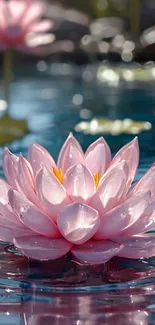 Pink lotus flower floating on water.