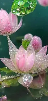 Pink lotus flowers with dewdrops on a green background, perfect for mobile wallpaper.