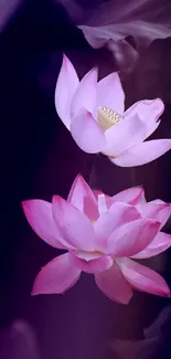 Elegant pink lotus flowers on a dark purple background.