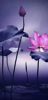 Mobile wallpaper of a pink lotus on a dark purple background.