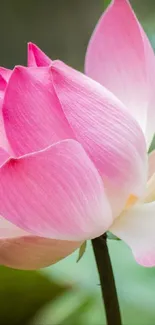 Close-up of a pink lotus flower on green background.