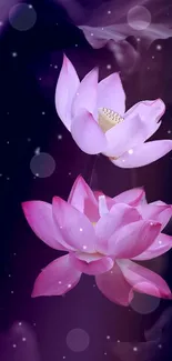 Pink lotus blossoms on a purple background, serene nature wallpaper.