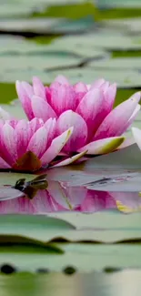 Pink lotus flowers floating on green lily pads in serene water.