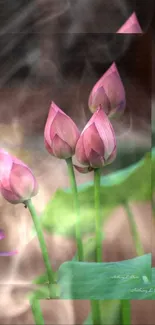 Tranquil wallpaper featuring pink lotus blossoms with green leaves and mist.