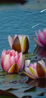 Serene pink lotus flowers on tranquil blue water.