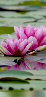 Serene pink lotus floating on calm water with green lily pads.