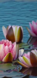 Pink lotus flowers floating on serene water against a blue backdrop.