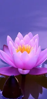 Serene pink lotus flower floating on tranquil purple water background.