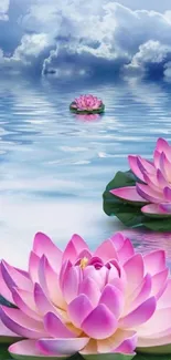 Serene pink lotus flowers on tranquil water with blue sky.