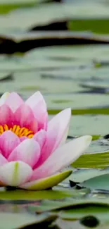 A peaceful pink lotus flower floating on a calm green lake.