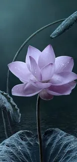 Serene pink lotus with teal backdrop.