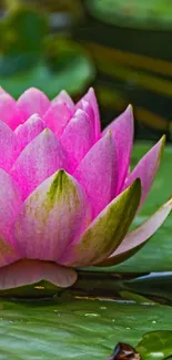 Serene pink water lily floating among green leaves.