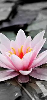 Pink lotus flower blooming on gray lily pads.