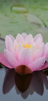 Serene pink lotus with lily pads in calm water.