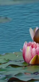 Serene photo of a pink lotus on calm water.