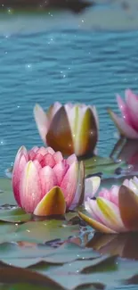 Pink lotus flowers on a tranquil blue pond.