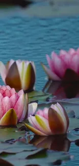 Calming pink lotus flowers with blue water background.