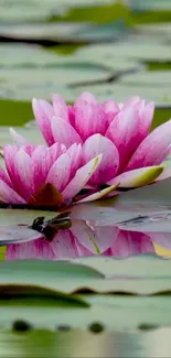 Serene image of pink lotus flowers on green lily pads.