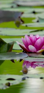 Serene pink lotus on green lily pads with tranquil water reflection.