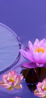 Pink lotus flowers on tranquil purple water.