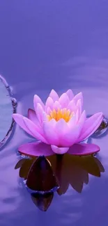 Mobile wallpaper featuring a serene pink lotus on calm purple water.