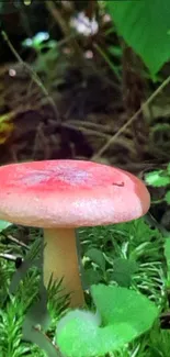 Pink mushroom in lush green forest mobile wallpaper.