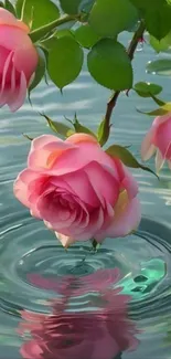 Pink roses reflected on serene water surface.