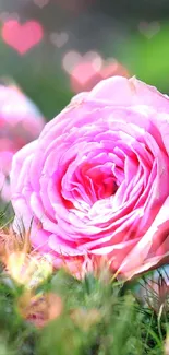 Beautiful pink roses with lush green background.