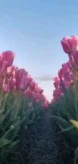 Pink tulip field under a clear blue sky.