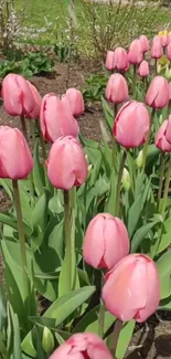 Pink tulips blooming in a vibrant garden setting.