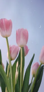 Pink tulips against a soft blue sky with a crescent moon in the background.